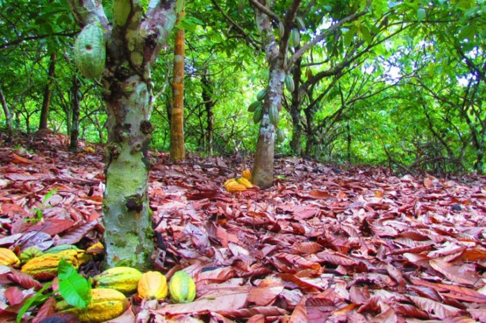 Agrofloresta de cacau no sul da Bahia - (Foto: Divulgação Esalq)