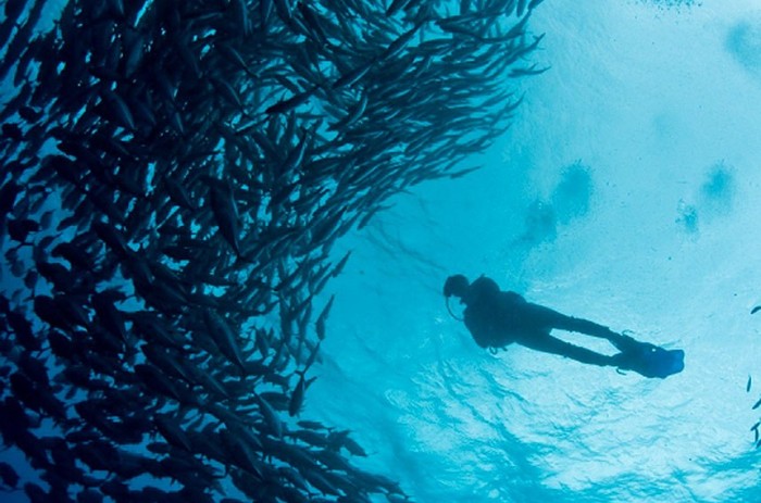 Arraial do Cabo tem mais de 200 pontos de mergulho e dezenas de naufrágios catalogados - Foto: Divulgação Prefeitura de Arraial do Cabo/RJ