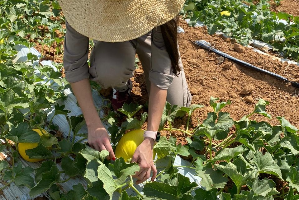 Divulgação de imagem: Fazenda Nova Boa Vista